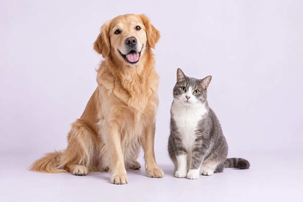 Imagen ilustrativa de un perro y un gato juntos sobre un fondo lila